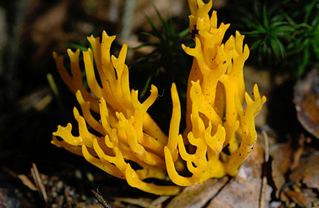 Klebriger Hörnling (Calocera viscosa ) - © Heinz Prelicz